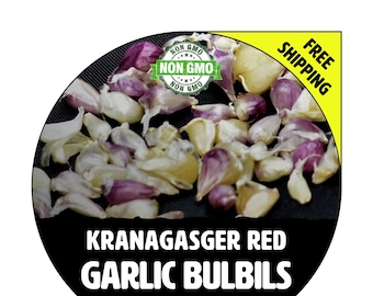 KRANAGASGER RED Hardneck Garlic Bulbils - Non-GMO Heirloom Seed - Grow Bulbs & Cloves for Garden Planting - Free Shipping!