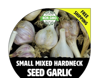 HARDNECK GARLIC (Mixed Small Bulbs) - Non-GMO Heirloom Bulbs, Cloves - Fall Winter 2023  Garden Planting - Naturally Grown, Pound, Lbs.