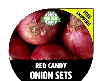 RED CANDY (Onion Sets, Red / Purple Bulbs) - Winter & Spring - Non-Gmo Fresh Heirloom Seed Onions, Live Garden Plant For Sale