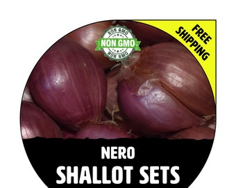 NERO SHALLOT Sets - Non-Gmo Bulbs, Garden Seed Shallots - Traditional Round Shape, Fresh Multiplier Onions