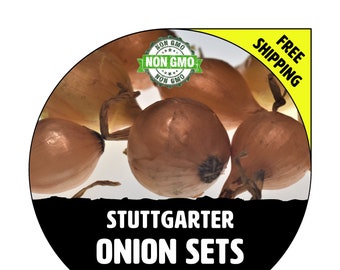 ONION SETS (Stuttgarter - Yellow Bulbs) - Non-Gmo, Fresh Grown Heirloom Seed Onions, Live Garden Plant, Spring Fall Summer - Free Shipping!