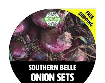 SOUTHERN BELLE (Onion Sets, Red / Purple Bulbs) - Winter & Spring - Non-Gmo Fresh Heirloom Seed Onions, Live Garden Plant For Sale