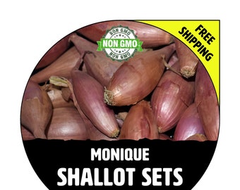 MONIQUE FRENCH SHALLOT Sets - Non-Gmo Bulbs, Garden Seed Shallots - Semi Long Shape, Fresh Multiplier Onions