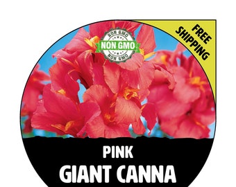 CANNA LILY FLOWER (Giant Pink) - Tropical Indoor / Outdoor Garden Plant, Easy To Grow Blossom - Edible