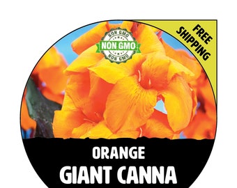 CANNA LILY FLOWER (Giant Orange) - Tropical Indoor / Outdoor Garden Plant, Easy To Grow Blossom - Edible