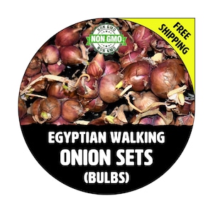 ONION SETS (Egyptian Walking - Red Bulbs) - Non-Gmo, Heirloom Fresh Seed Onions, Live Garden Plant - Free Shipping!