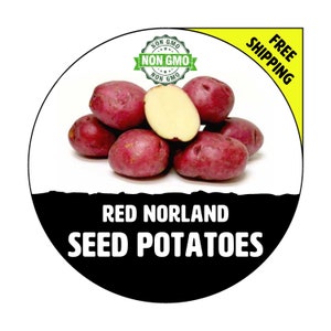 RED NORLAND Seed Potatoes - 2024 Spring, CERTIFIED Seed Potato - Non-Gmo Heirloom Plant Tuber Spud