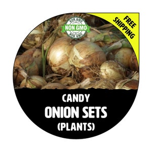 May include: A close-up of a pile of brown onions with green stems. The onions are labeled "Candy Onion Sets (Plants)" and have a "Non-GMO" sticker. The background is yellow with the text "Free Shipping".