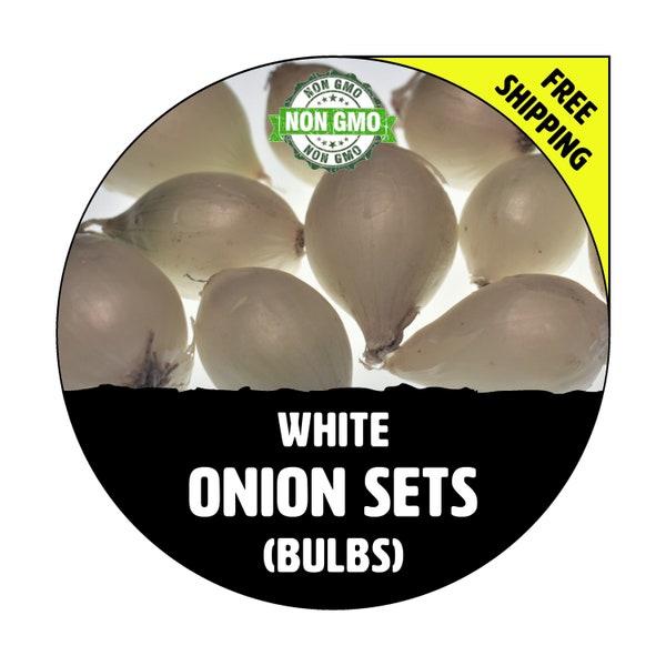 ONION SETS (White Bulbs) - Non-Gmo, Fresh Grown Heirloom Seed Onions, Live Garden Plant, Spring Fall Summer - Free Shipping!