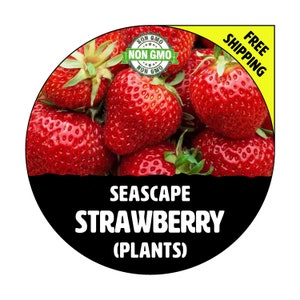 SEASCAPE Strawberry Plants Everbearing Spring 2024 NON-GMO Heirloom, Live Seedling For Garden Planting Seed image 1