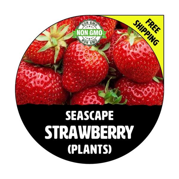 SEASCAPE Strawberry Plants (Everbearing) - Spring 2024 - NON-GMO Heirloom, Live Seedling For Garden Planting! Seed