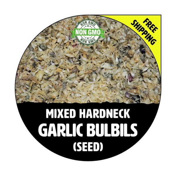 MIXED GARLIC BULBILS (Hardneck) - Non-Gmo Heirloom Seed - Grow Bulbs & Cloves for Spring Garden Planting - Gourmet Culinary - Free Shipping!