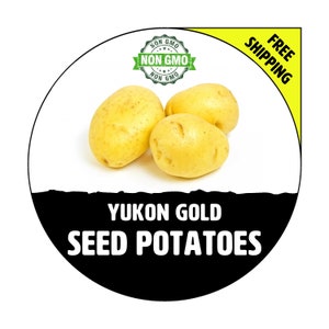 YUKON GOLD Seed Potatoes - 2024 Spring, CERTIFIED Seed Potato - Non-Gmo Heirloom Plant Tuber Spud