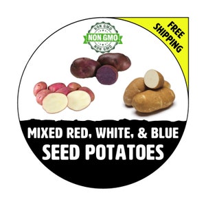 MIXED Red, White, & Blue Seed Potatoes 2024 Spring, CERTIFIED Seed Potato Non-Gmo Heirloom Plant Tuber Spud image 1