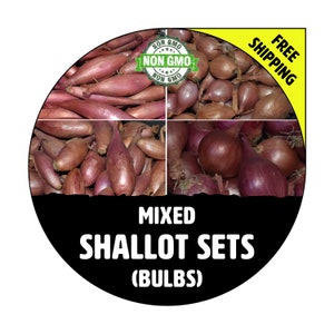 MIXED SHALLOT SETS - Non-Gmo Bulbs, Garden Seed Shallots - French + Traditional, Semi Long Banana & Round Shape, Fresh Multiplier Onions