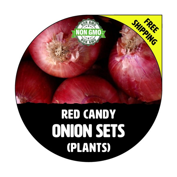 RED CANDY (Onion Sets, Red / Purple Bulbs) - Winter & Spring - Non-Gmo Fresh Heirloom Seed Onions, Live Garden Plant For Sale