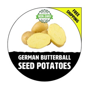May include: Close-up of four yellow German Butterball seed potatoes. The potatoes are arranged on a white background with a green "Non-GMO" label and a yellow "Free Shipping" label.