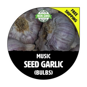 MUSIC GARLIC - Non-Gmo Hardneck Bulbs & Cloves (Seed) - Fall Winter Garden Planting - Heirloom, Hard Neck, Pound, Lb, Lbs.