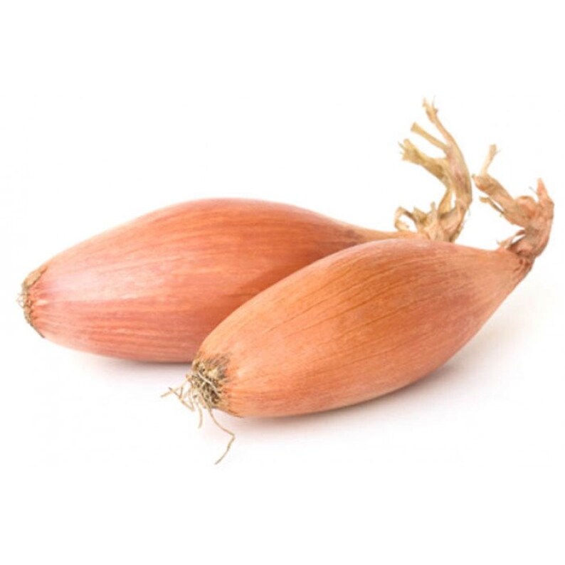RODERIQUE FRENCH SHALLOT Sets NonGmo Bulbs Garden Seed Etsy