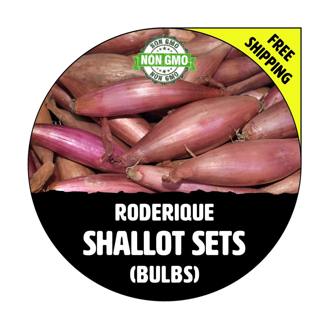 RODERIQUE FRENCH SHALLOT Sets Nongmo Bulbs, Garden Seed Shallots Long Banana Shape, Fresh