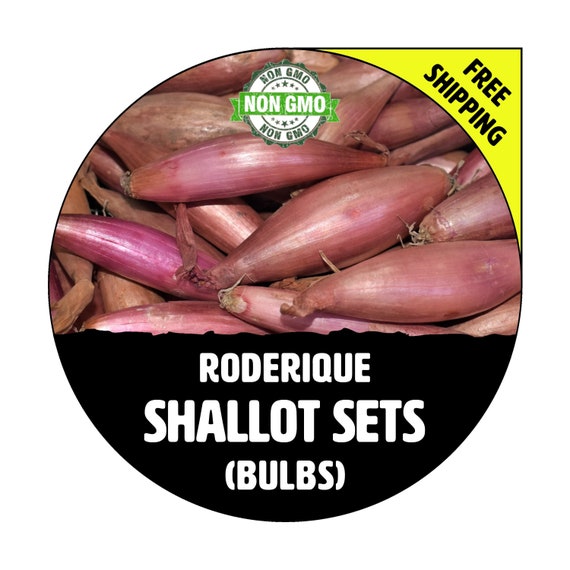 Organic Fresh Shallots - Spice World