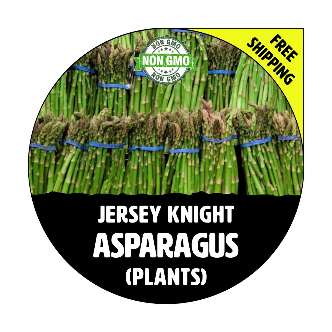 JERSEY KNIGHT Asparagus Plants crowns, Roots Spring 2024 Nongmo Garden