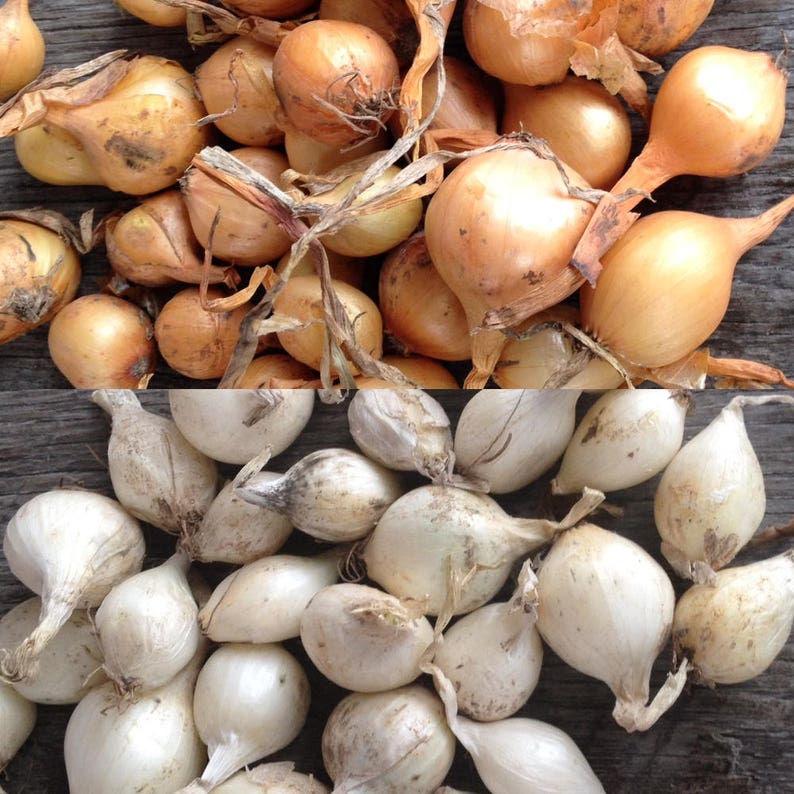 ONION SETS white Yellow Bulbs Nongmo Fresh Grown Etsy