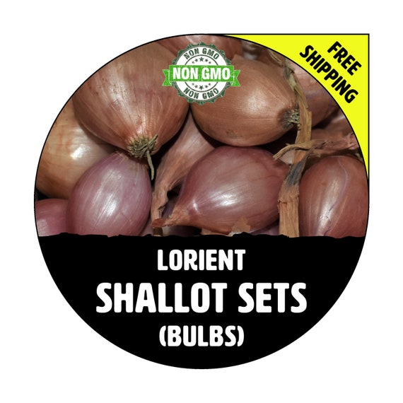 Fresh Shallots