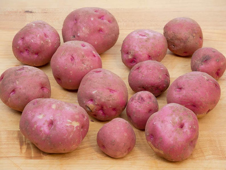 Red LaSoda Seed Potatoes 2021 Spring CERTIFIED SEED POTATO Etsy