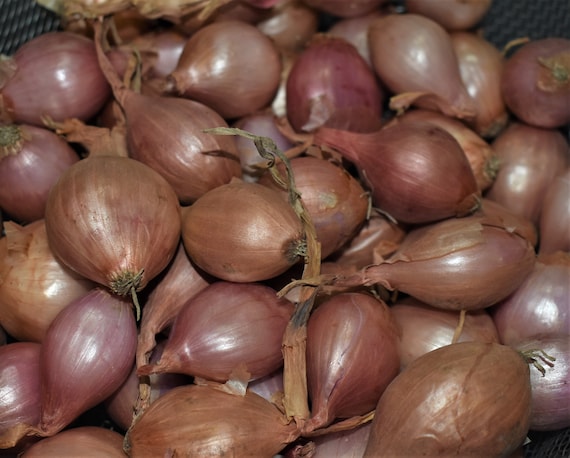 LORIENT SHALLOT Sets - Non-Gmo Bulbs, Garden Seed Shallots - Traditional  Round Shape, Fresh Multiplier Onions