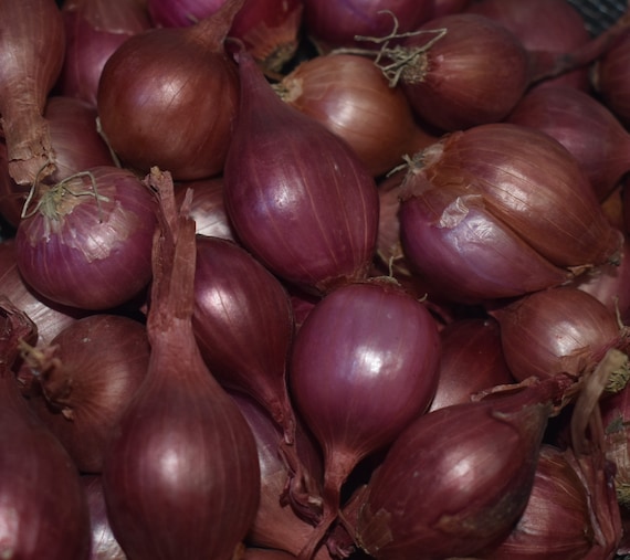 How To Grow Shallots - Sunny Home Gardens