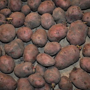 RED NORLAND Seed Potatoes 2024 Spring, CERTIFIED Seed Potato Non-Gmo Heirloom Plant Tuber Spud image 2