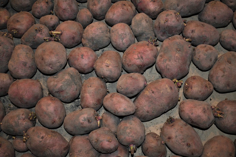 RED NORLAND Seed Potatoes 2024 Spring, CERTIFIED Seed Potato Non-Gmo Heirloom Plant Tuber Spud image 2