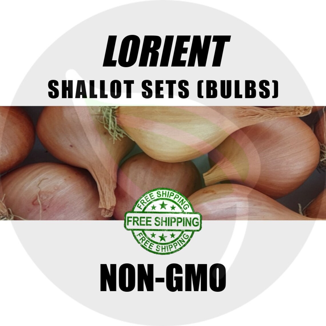LORIENT SHALLOT Sets Nongmo Bulbs Garden Seed Shallots Etsy