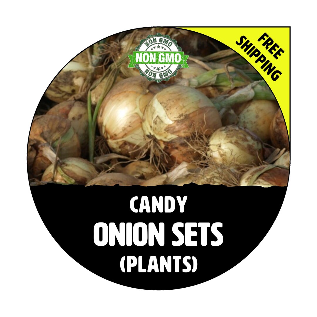CANDY SWEET onion Sets, Yellow / White Bulbs Winter & Spring Nongmo