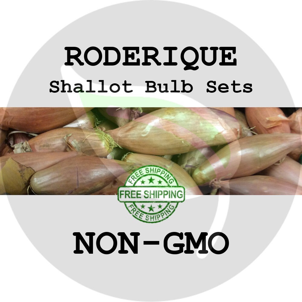 RODERIQUE FRENCH SHALLOT Sets - Non-Gmo Bulbs, Garden Seed Shallots -…