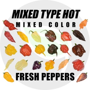 MIXED HOT PEPPERS - Fresh Whole Ripe Pods /w Seeds, A Bit Of Everything - Reaper, Scorpion, Ghost, Habanero, Naga Worlds Hottest Super Chili