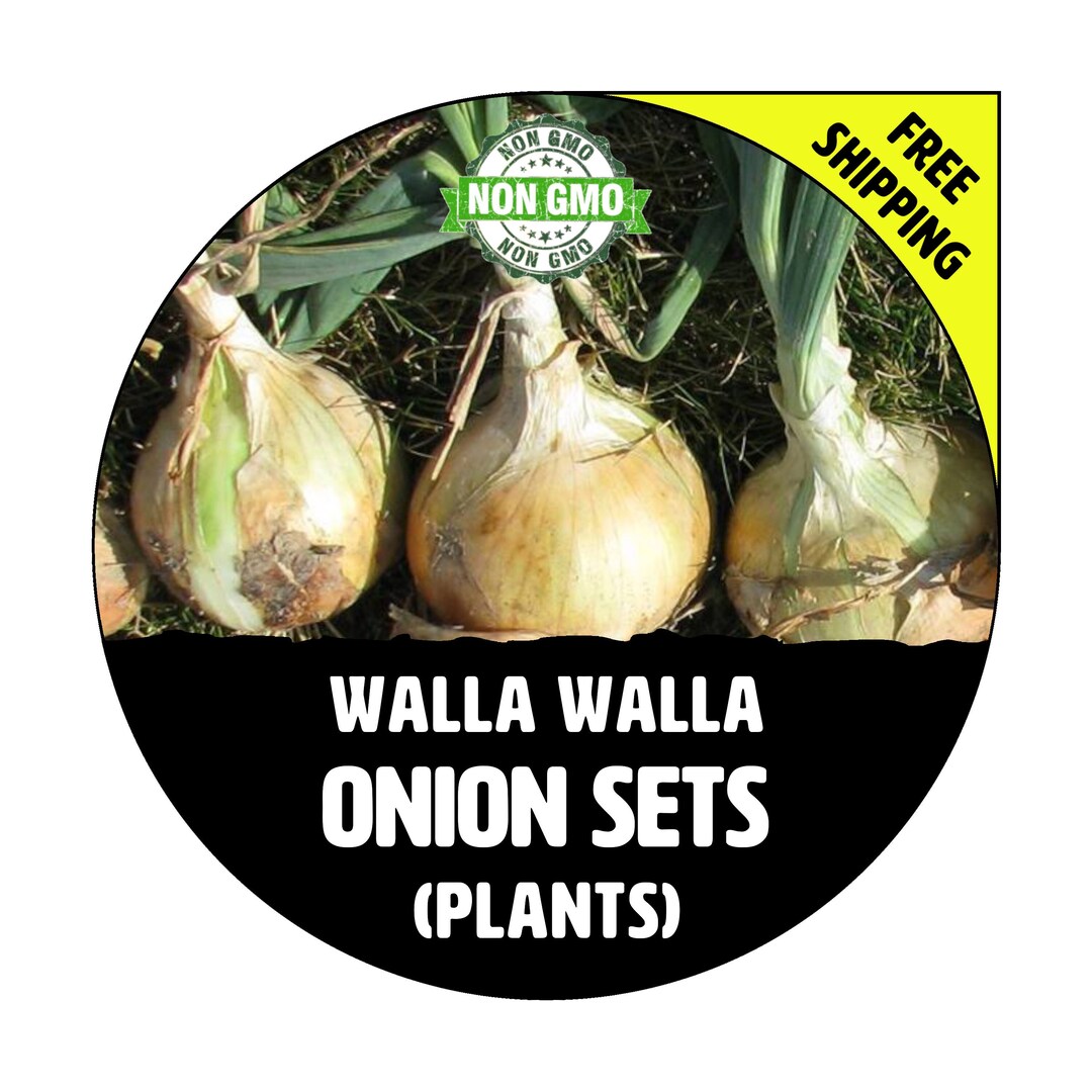 WALLA WALLA onion Sets, Yellow / White Bulbs Winter & Spring Nongmo