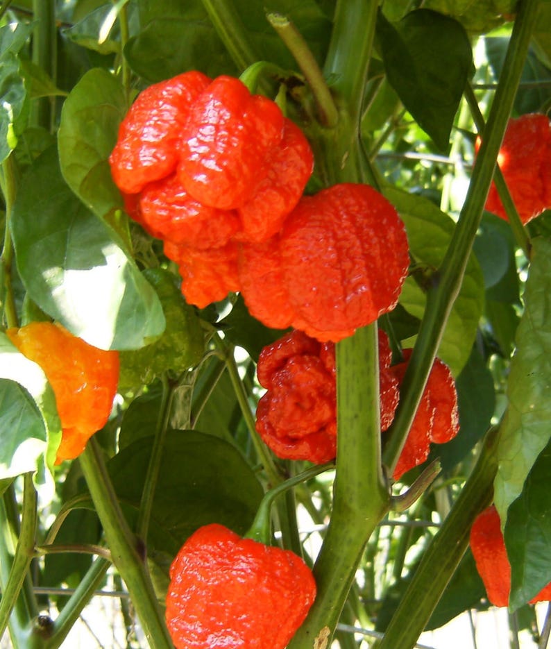 ghost pepper vs carolina reaper flavor