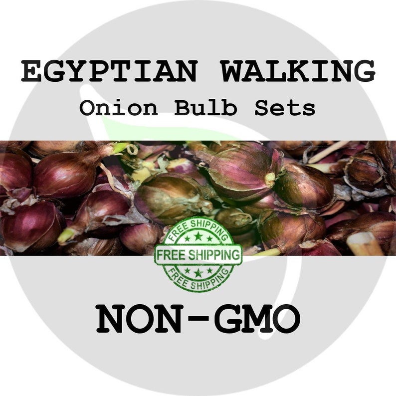 ONION SETS Egyptian Walking Red Bulbs NonGmo Etsy