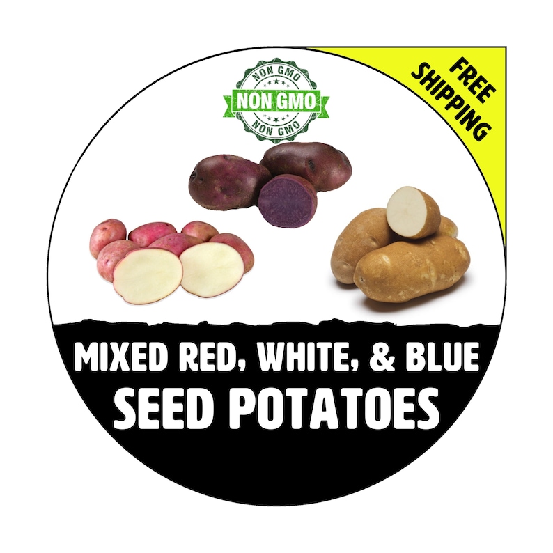 MIXED Red, White, & Blue Seed Potatoes 2024 Spring, CERTIFIED Seed Potato Non-Gmo Heirloom Plant Tuber Spud image 1