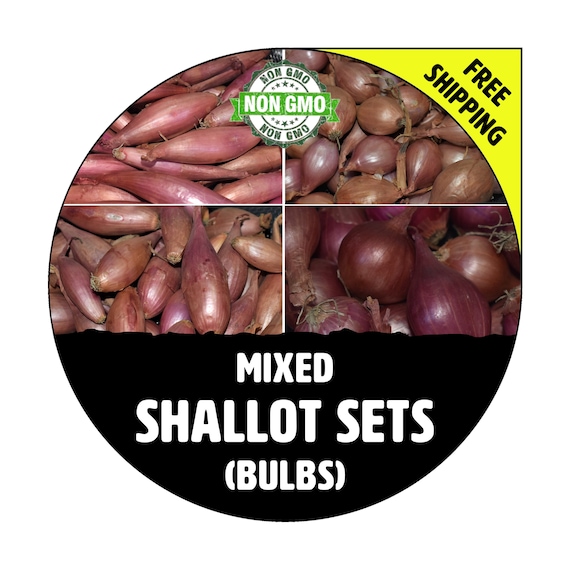 Fresh Shallots 1 lb Roasted Shallots Shallot Onion Sweet -  Portugal