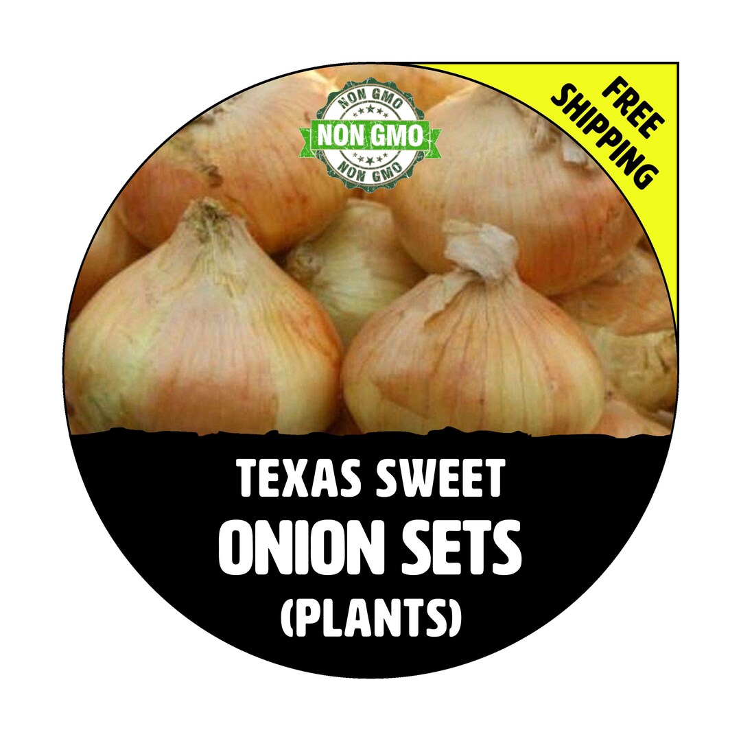 TEXAS SWEET onion Sets, Yellow / White Bulbs Winter & Spring Nongmo