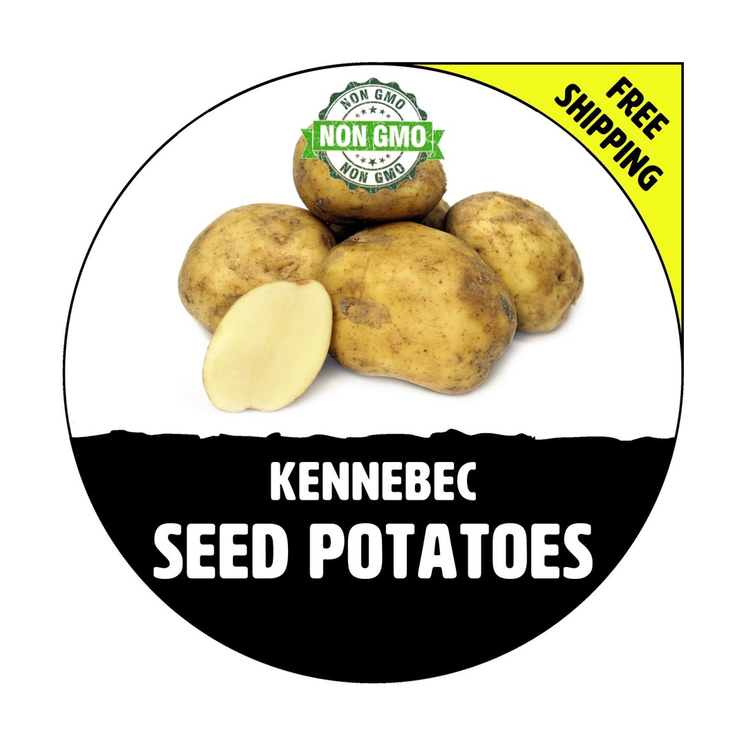 KENNEBEC Seed Potatoes 2024 Spring, CERTIFIED Seed Potato Nongmo