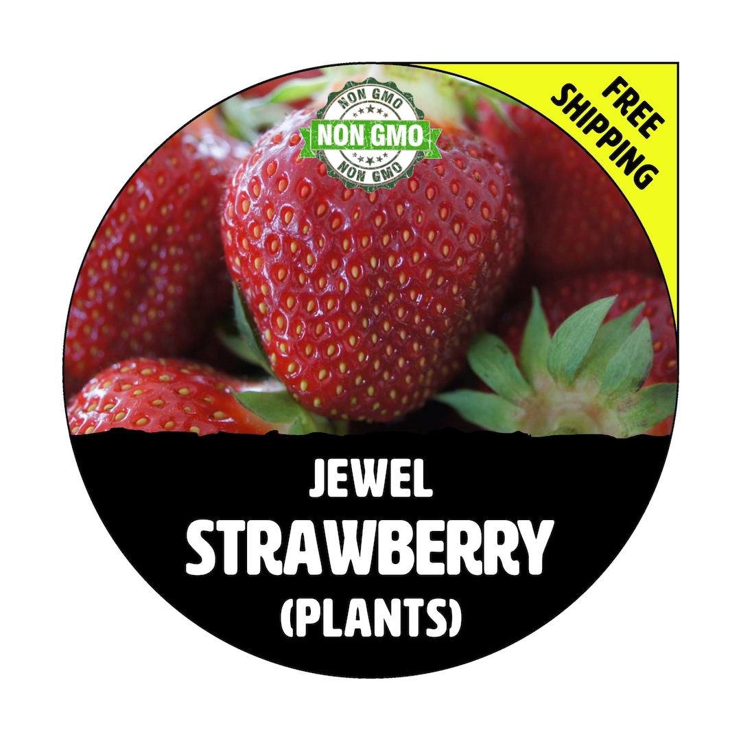 JEWEL Strawberry Plants junebearing Spring 2024 NONGMO Heirloom, Live