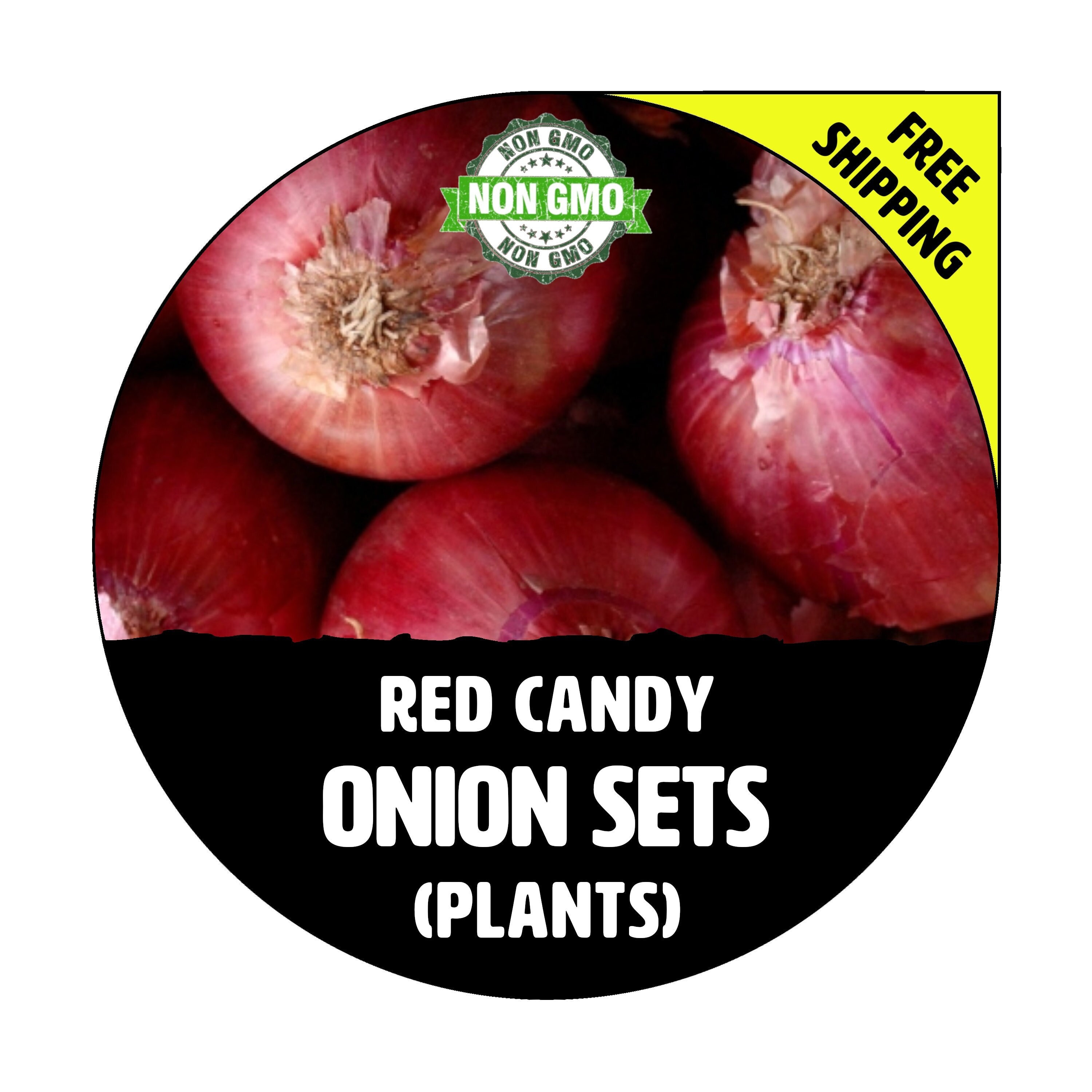 NERO SHALLOT Sets - Non-Gmo Bulbs, Garden Seed Shallots - Traditional Round  Shape, Fresh Multiplier Onions