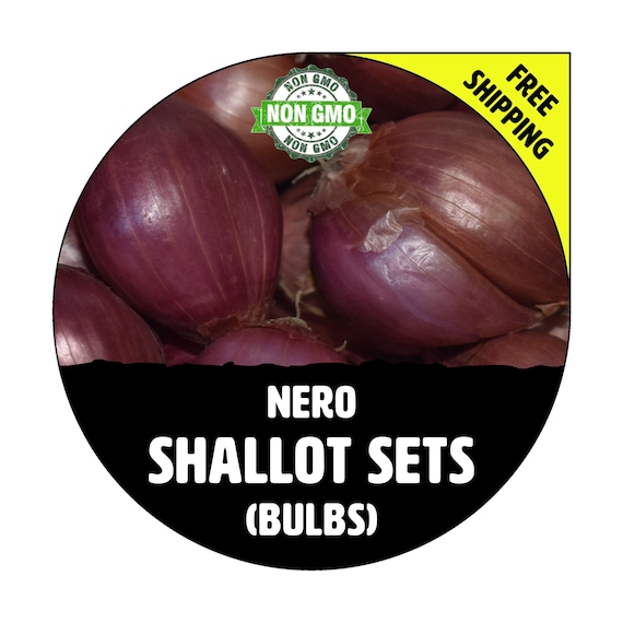 NERO SHALLOT Sets - Non-Gmo Bulbs, Garden Seed Shallots - Traditional Round  Shape, Fresh Multiplier Onions