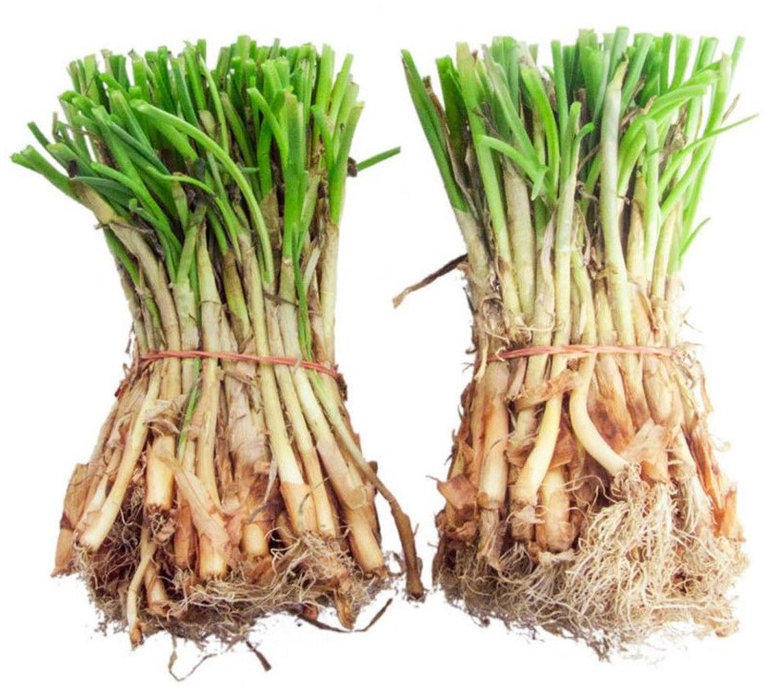 TEXAS SWEET ONION SETs White / Yellow Bulbs NonGmo Fresh Etsy