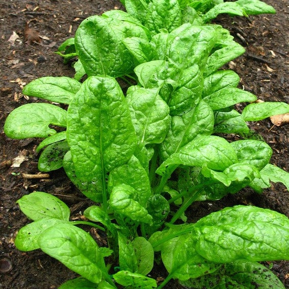 25 SPINACH Giant Noble SeedsNON-GMOFresh Vegetable Garden Seeds US SELLER