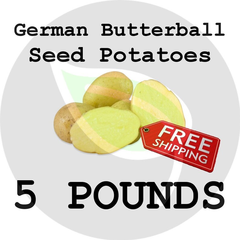5 15 Lbs German Butterball Seed Potatoes 2020 Spring Etsy